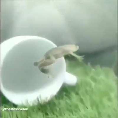 ELE ESTÁ SE TORNANDO UM SER SUPERIOR!