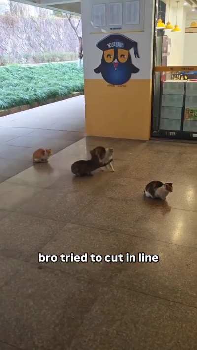 K*rdish cat cutting the food line in Japan.