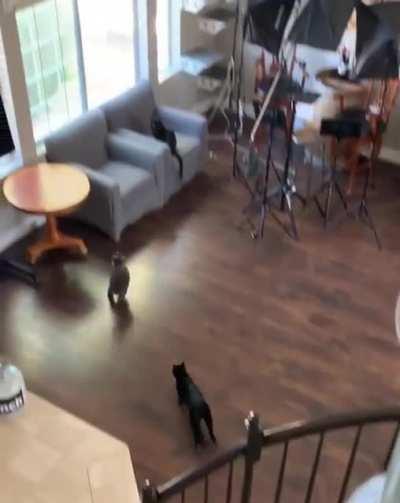 Those are some agile cats