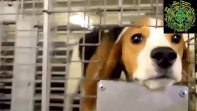 Fauci beagles heartbreaking