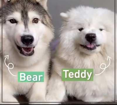 Huskies are so dramatic. I love them