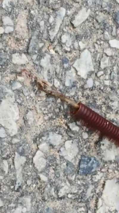 Millipede with half body missing and dried entrails dragging behind, still alive and moving ~~