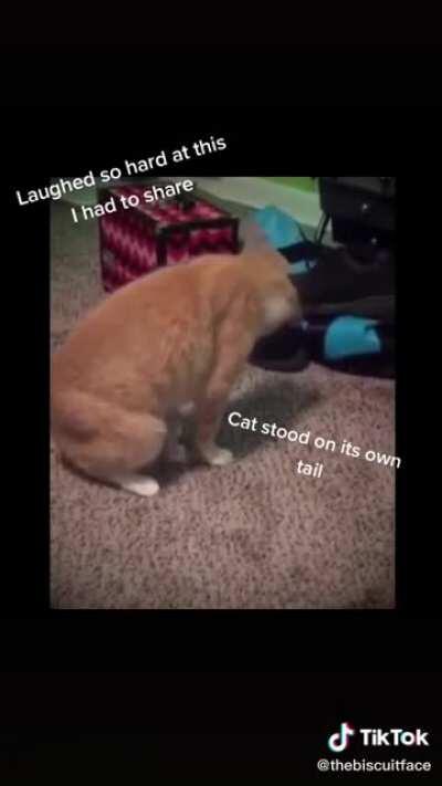 How to Somersault. Cat style.