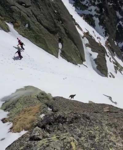 🔥 Chamois sprinting downhill on a mountain at incredible speed 🔥
