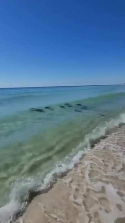 Looks like they're flying underwater