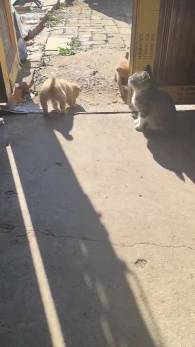 Certified Tom&Jerry moment