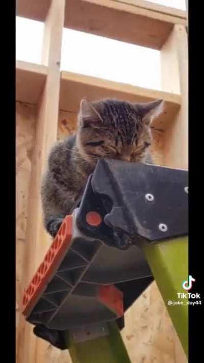 Construction Cat