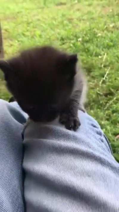 Im coming to get you hooman!0