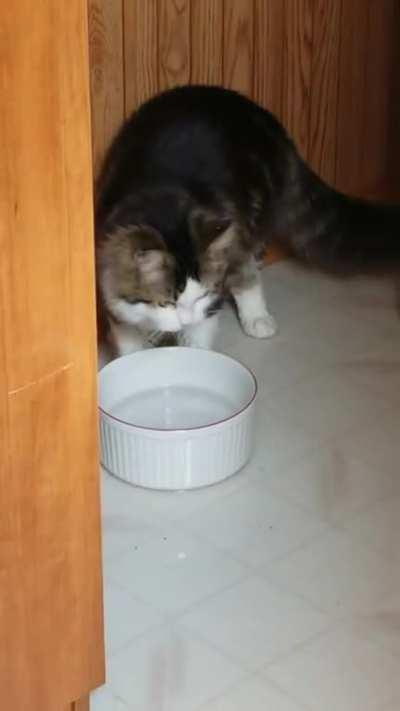 My cat apparently likes standing in his water bowl.