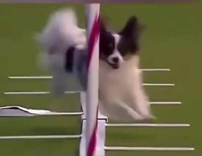 Husky don't want stress