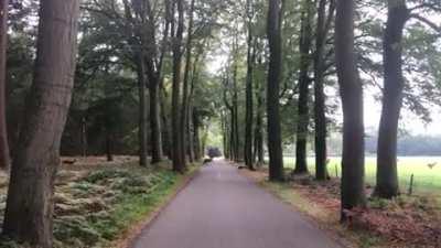 Deer crashes into a tree and dies