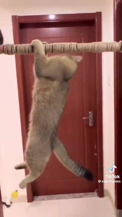 Cat get revenge w/ dog 