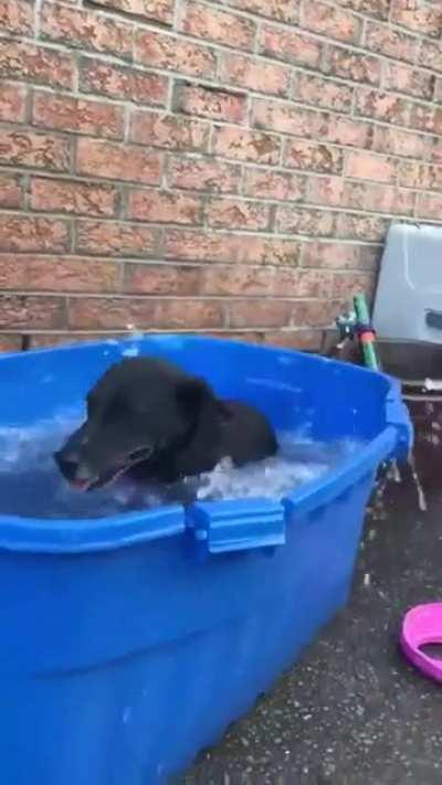 A good boy staying cool!