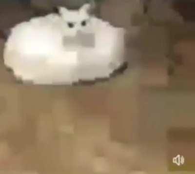 roomba cat