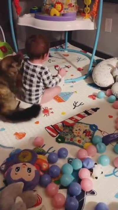 Concerned kitty helps to soothe a crying baby