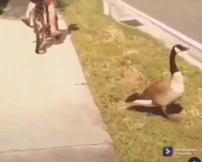 To hit an innocent dock!