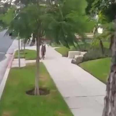 German Shepard realizes owner isn’t behind him anymore.