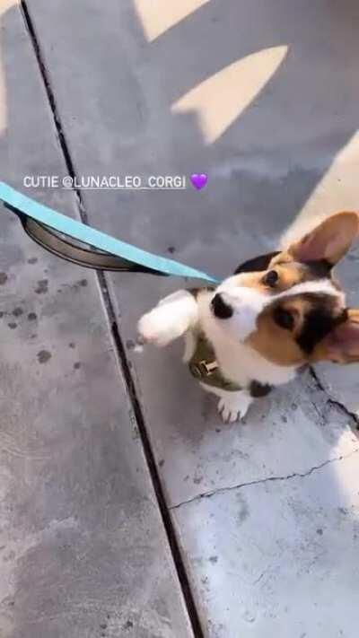 Our little bunny learned to wave good bye today.