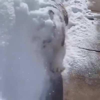 poOr DoG fOrCed tO OveRdOse oN CocAinE wHilE mAstER wAtChEs