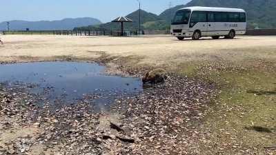 Okunoshima is the only “RABBIT ISLAND” in the world. This small island is only 4km in diameter. There are approximately 700 wild rabbits that inhabit the island🐰