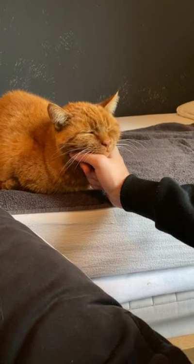 My old boi fell asleep on my hand