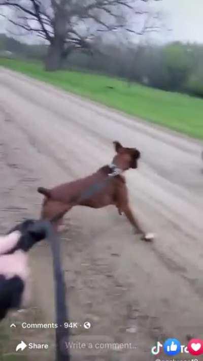 Dog Shocks Itself On Fence, Donkey Laughs About It😂