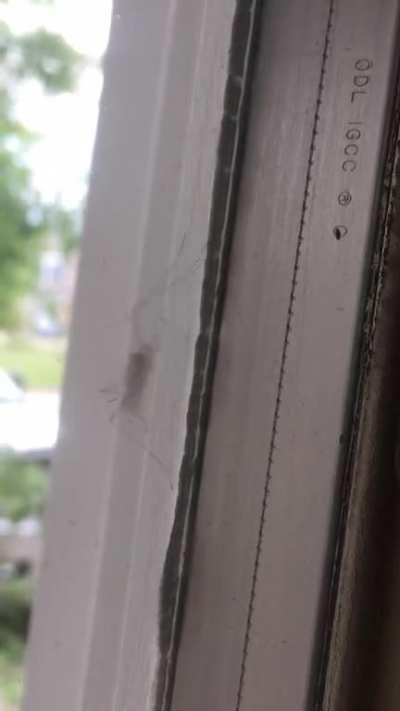 Bug didn’t render properly on my front door