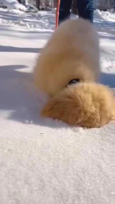 Does your dog loves snow too? 