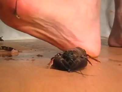 Nope we didn't forget about Barefoot lovers 😉