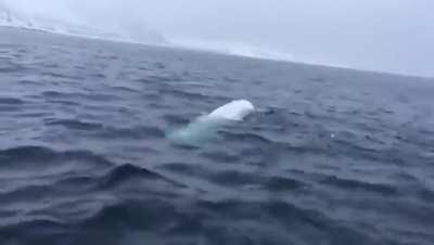 Playing rugby with a Beluga whale