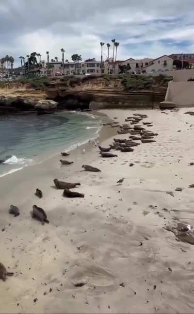 Baby seals panicking and jumping into the water after one of their own accidentally fell in