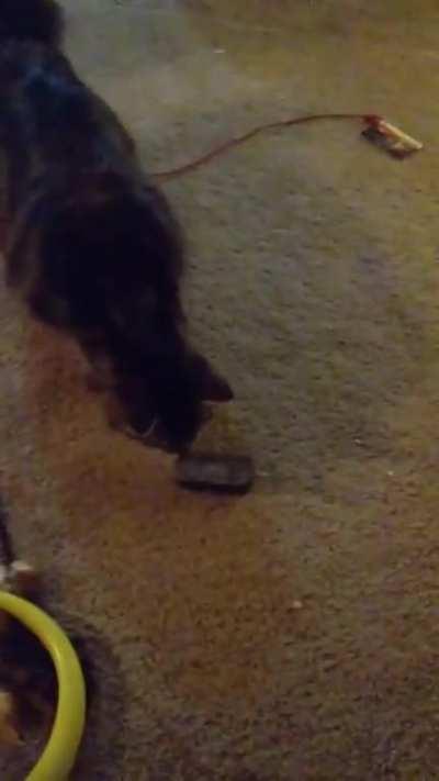 For some reason she was very suspicious of the dry eraser...