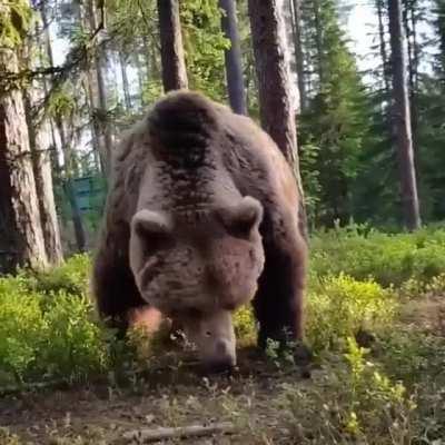 🔥 Campers Wake Up To Enormous Grizzly Bear Wandering Around Their Campsite