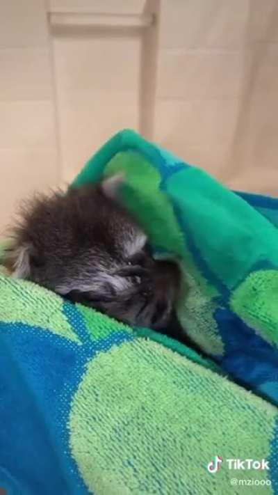 baby trashpanda gets a bath!
