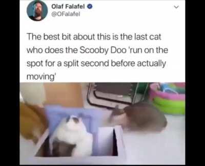 Scooby Cat(make sure your sound is on) added it for the complete experience