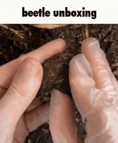 What is this beetle?