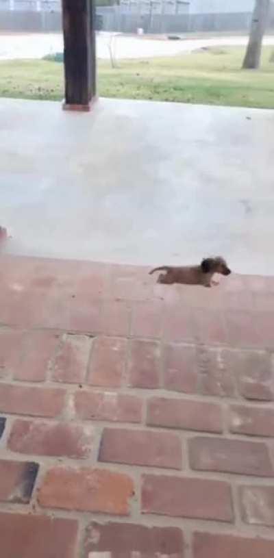 RAbiD WOlf ThWARts manMaDE OBStAbLeS WIth EaSe AnD eVIcERates HIS PReY!!