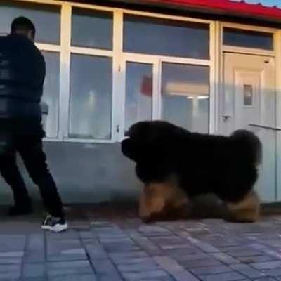 The little puppy just wants to play!