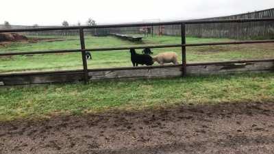 2 lambs accidentally went into the wrong field. 2 border collies (with 7 legs between them) helped get them out.