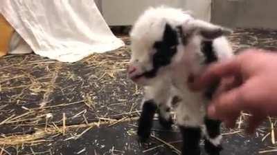 Oh my bleating heart 💚