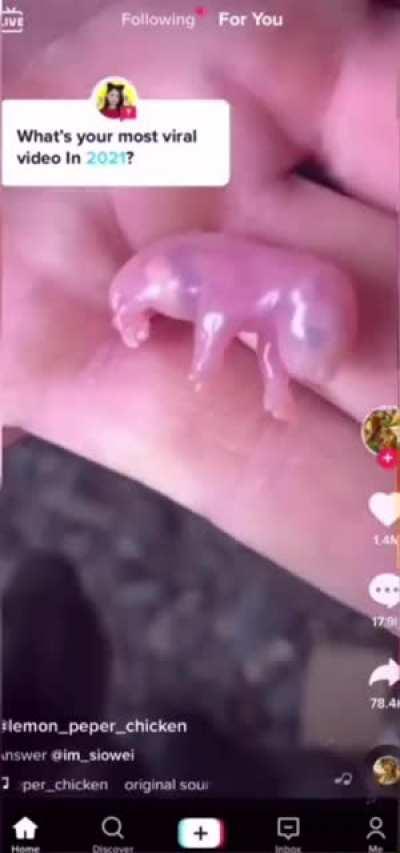 the forbidden gummy bear