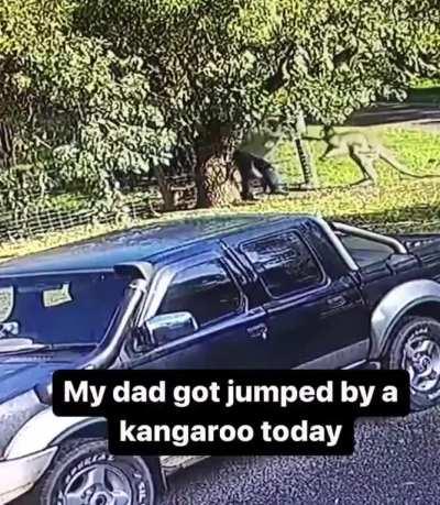 Dad vs Kangaroo, fiiight!