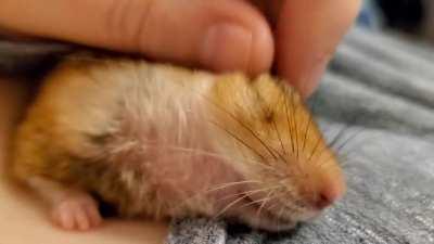He likes his lil grabbies rubbed so I've added it to his evening massage routine