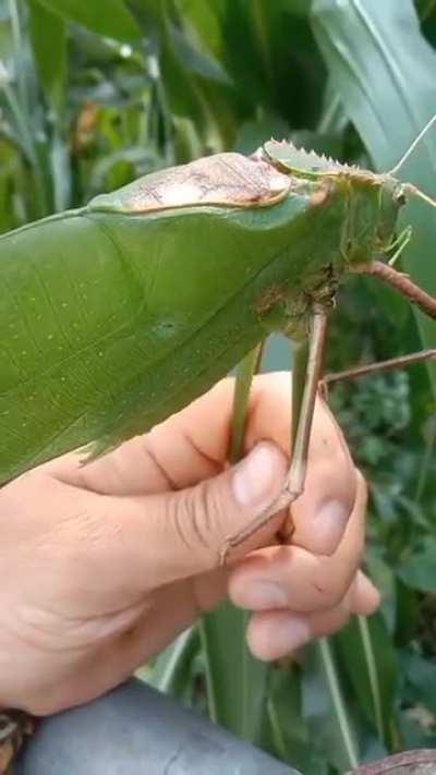 This Malaysian giant katydid...