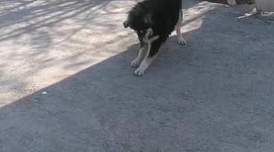 she plays with the cockroach🕷️. Others laugh at her🤪. I find it fascinating😍