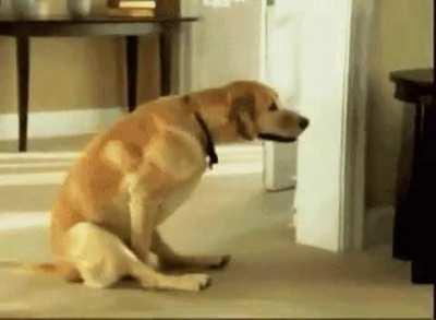 Bailey can't always release his anal gland sacs by himself and he will 