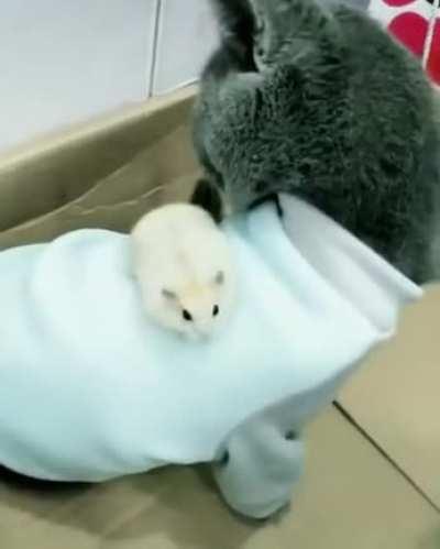 No, I didn't lose him, mom. He's right over, he's right... HE WAS HERE A SECOND AGO I SWEAR!