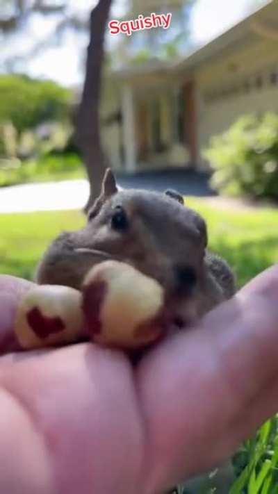 How many nuts can a squirrel eat at the same time ???