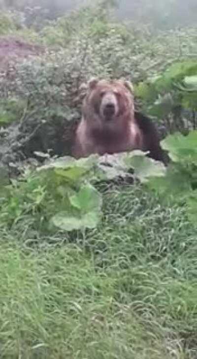 Бурый мишка