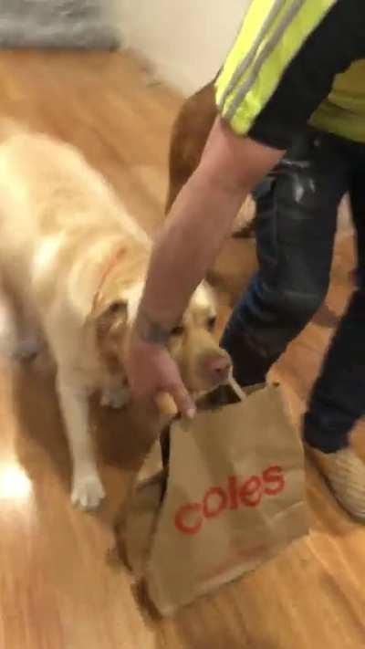 Good boy deserves a tip 